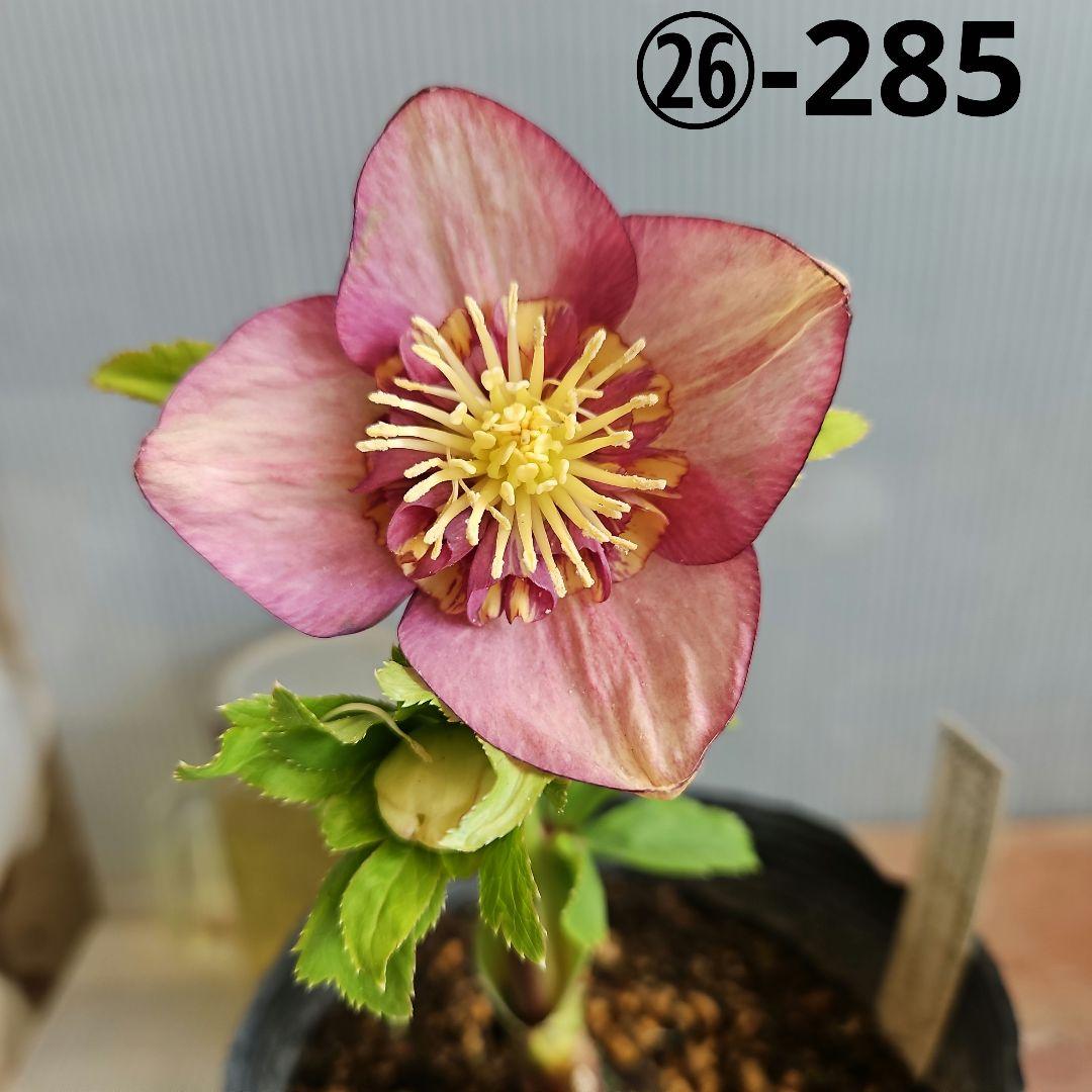 sunshine様ご購入苗㉖-285クリスマスローズ クリスマスローズ 開花苗 112 レッドダブル : 花郷園 KAGOEN NURSERY